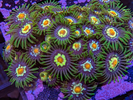 Daisy Cutter Zoas
