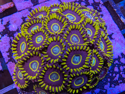 Blue Hornet Zoas