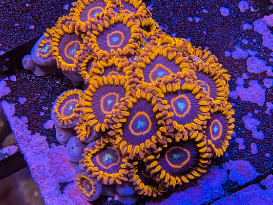 Red Hornets Zoas