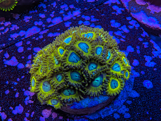 Pikachu Zoas
