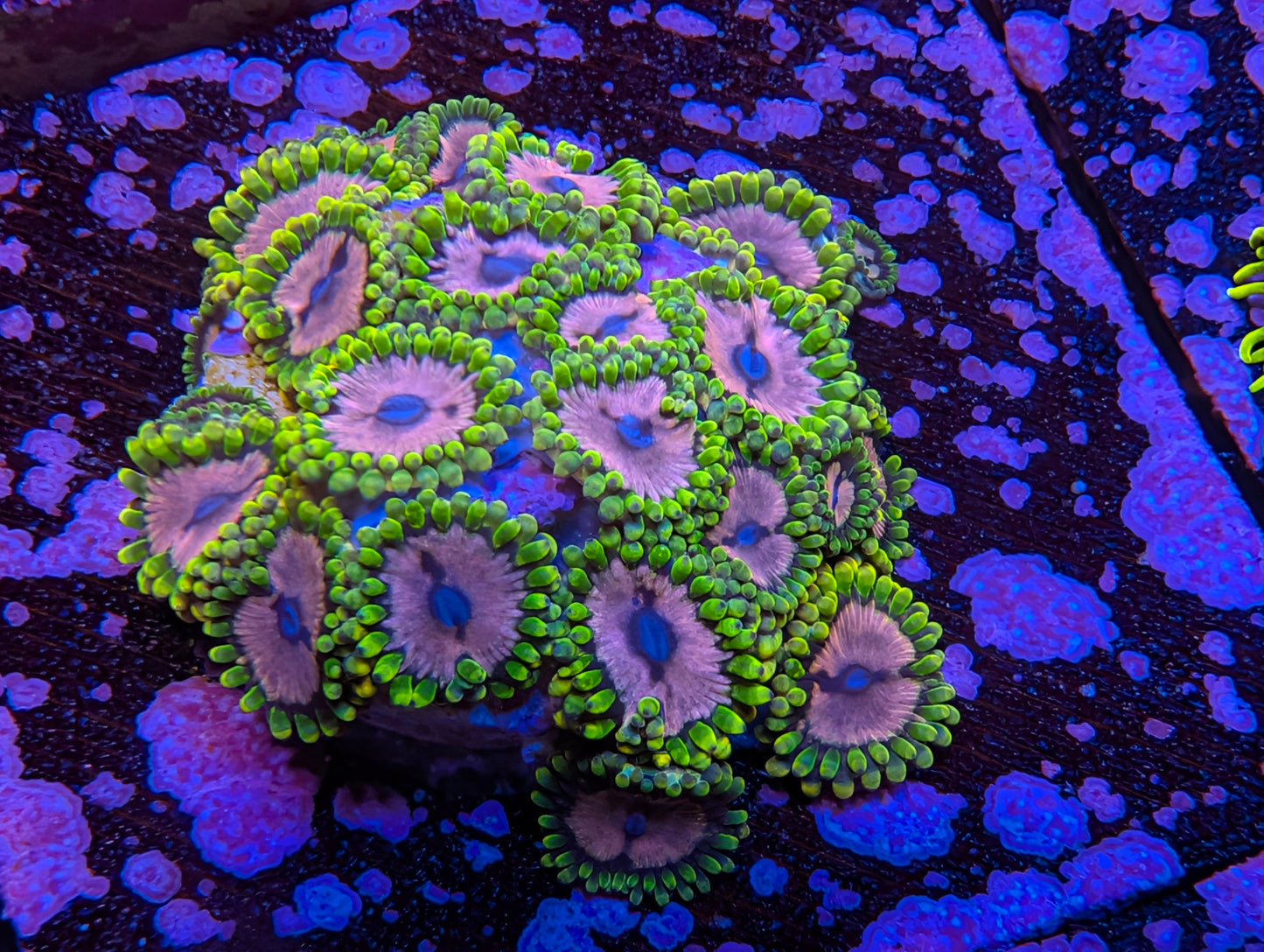 Purple Monsters