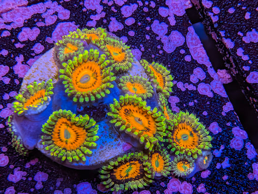 Rainbow Incinerators