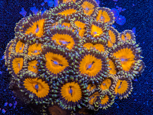 Blood Sucker zoas