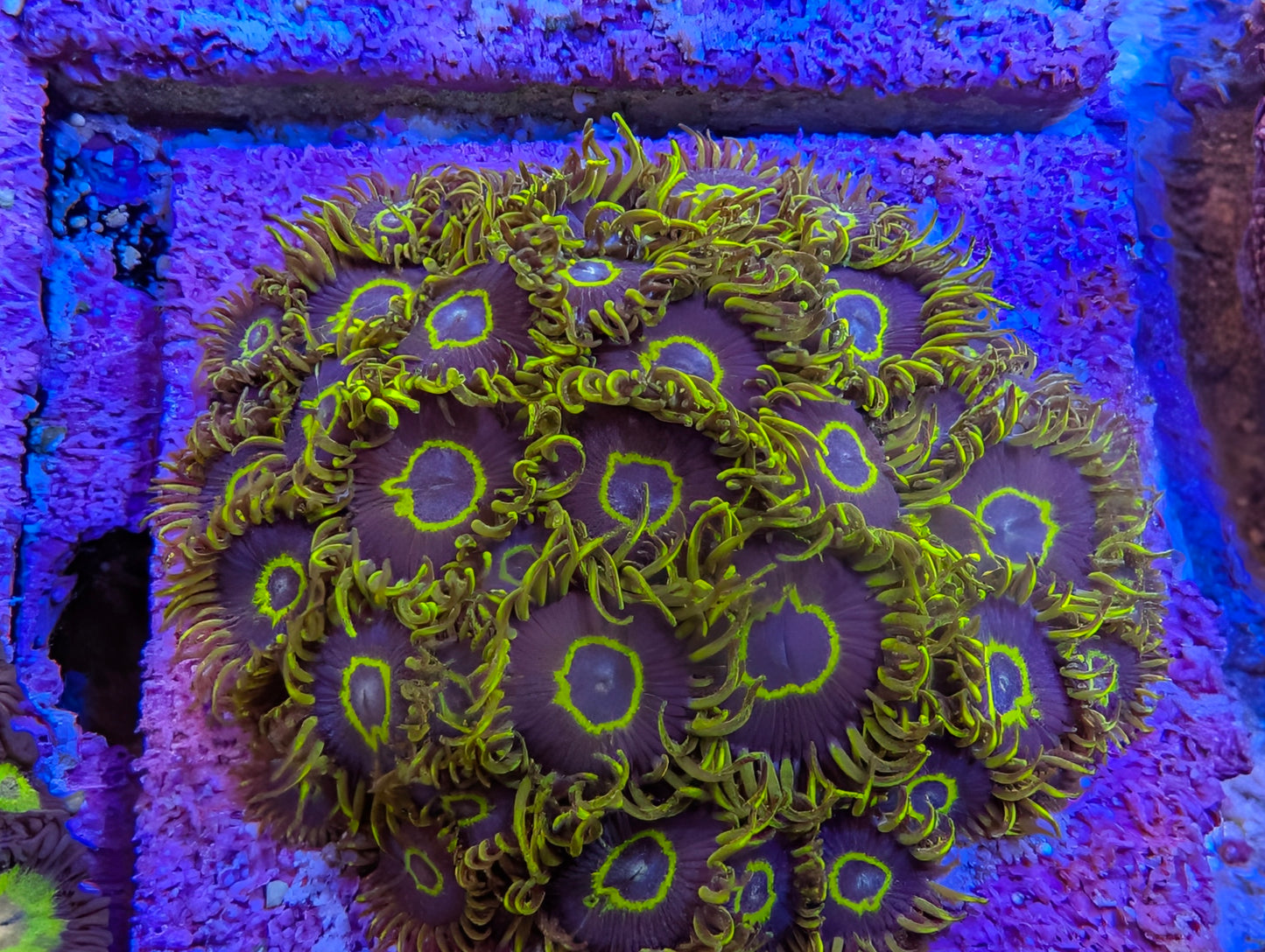 Purple Hornet Zoas