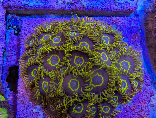 Purple Hornet Zoas