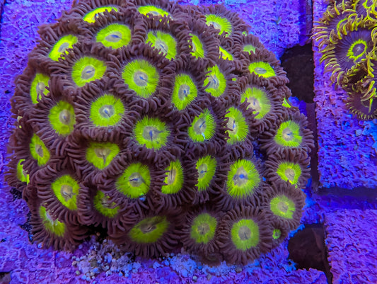 Big Bird Zoas