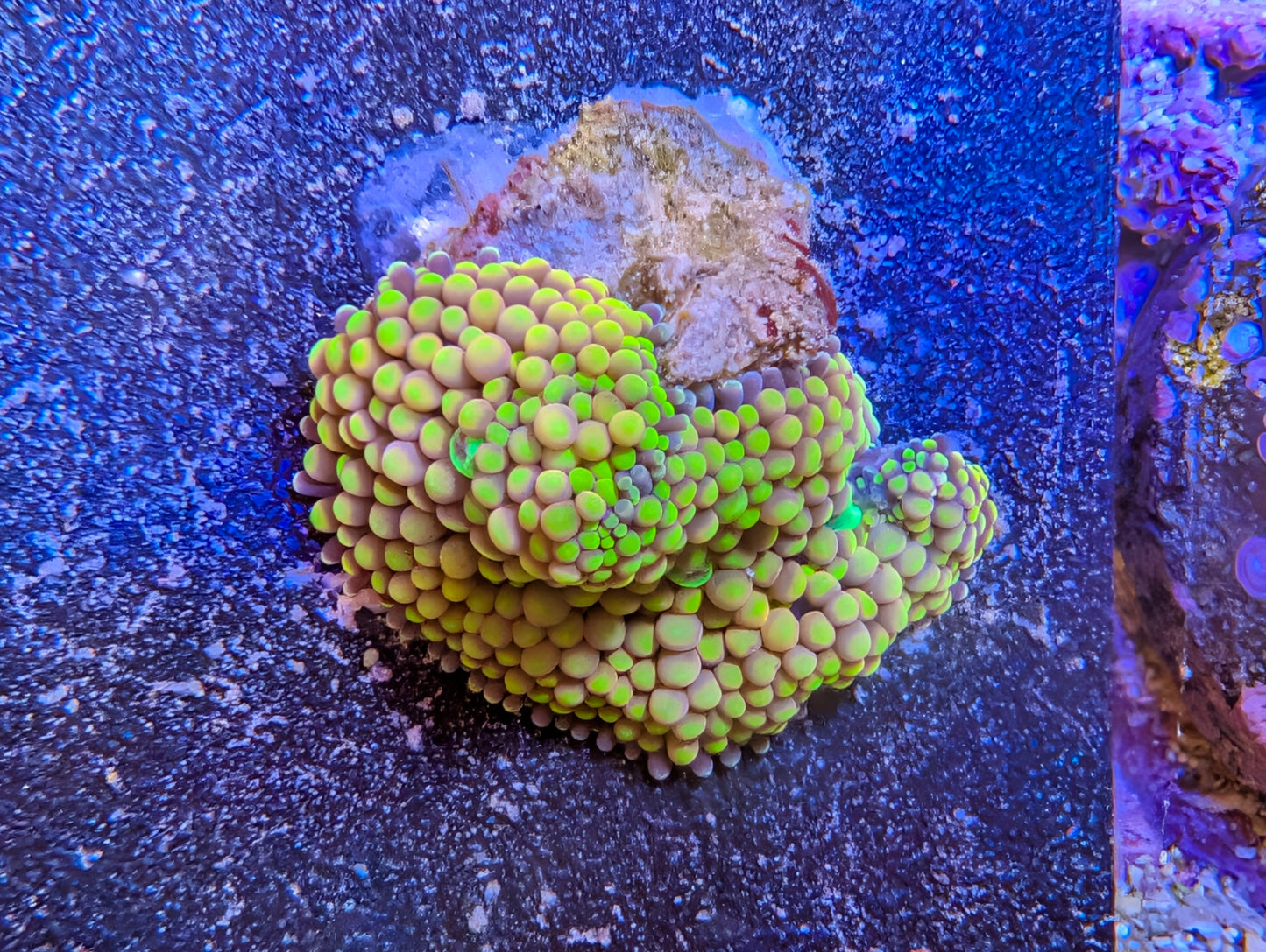 Ricordia Mushroom