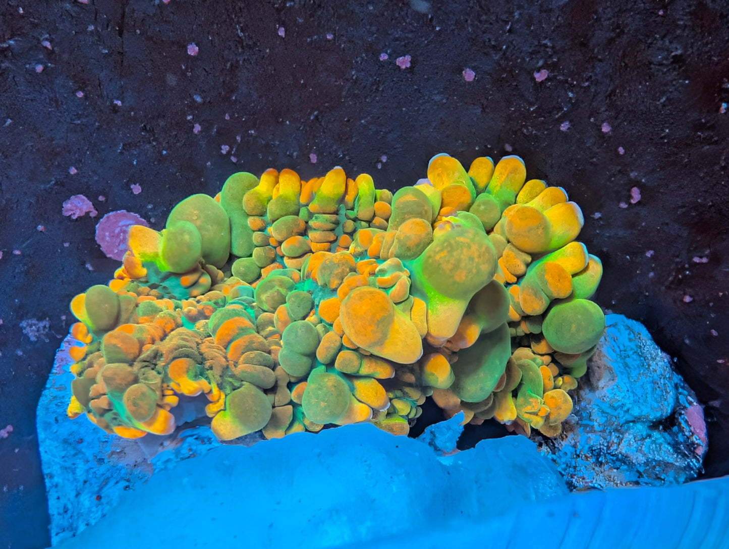 BCP Toxic Honeycomb mushroom coral (Only 1 Left! )