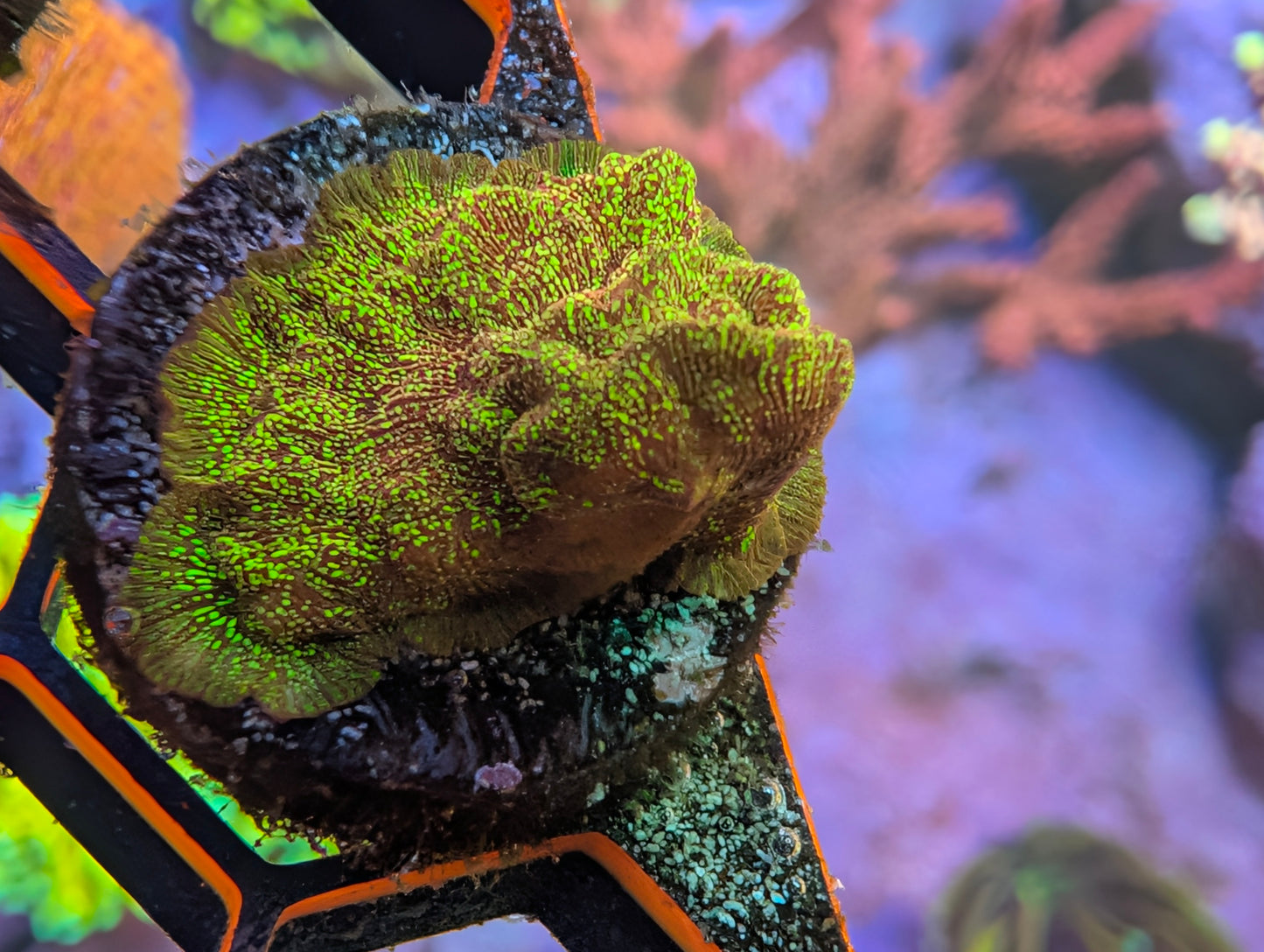 WYSIWYG ECC Shattered Light Leptoseris Frag