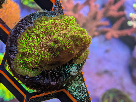WYSIWYG ECC Shattered Light Leptoseris Frag