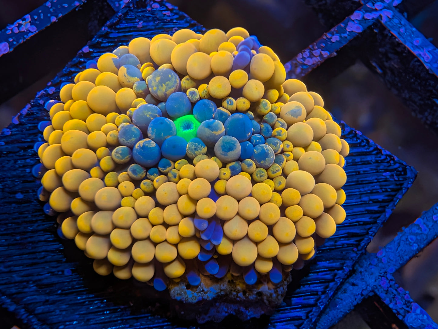 Orange Ricordia mushroom WYSIWYG