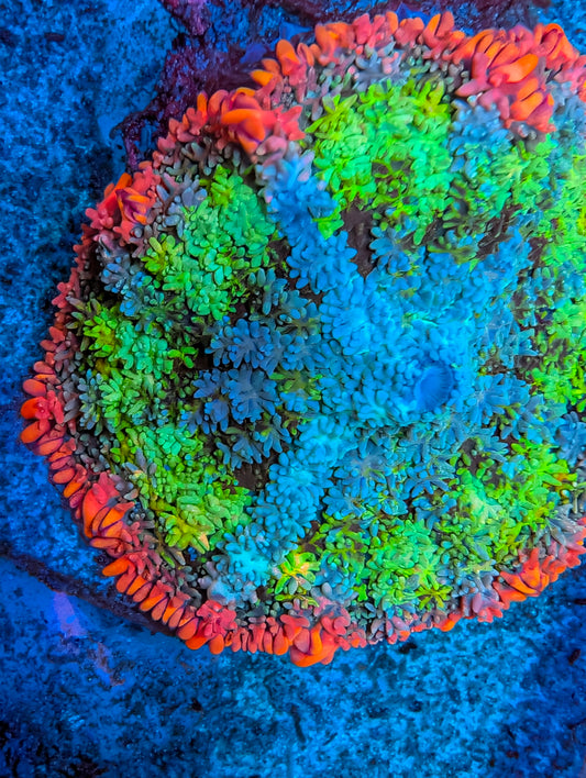 Frankenstein Mushroom