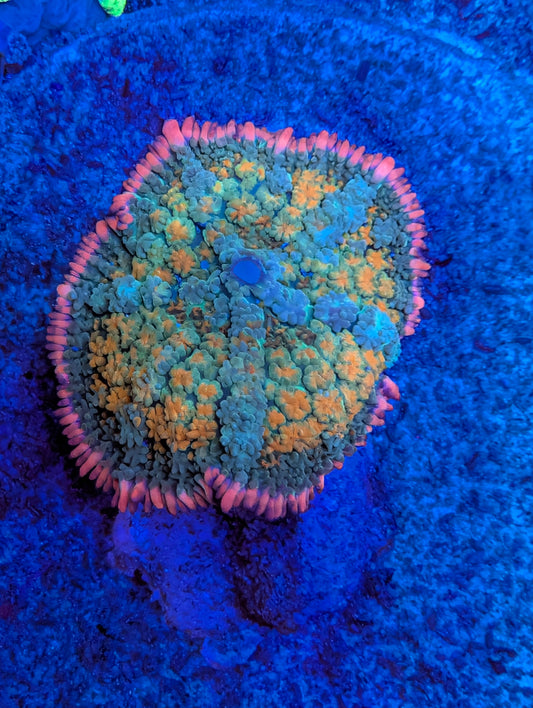 WYSIWYG Frankenstein Mushroom