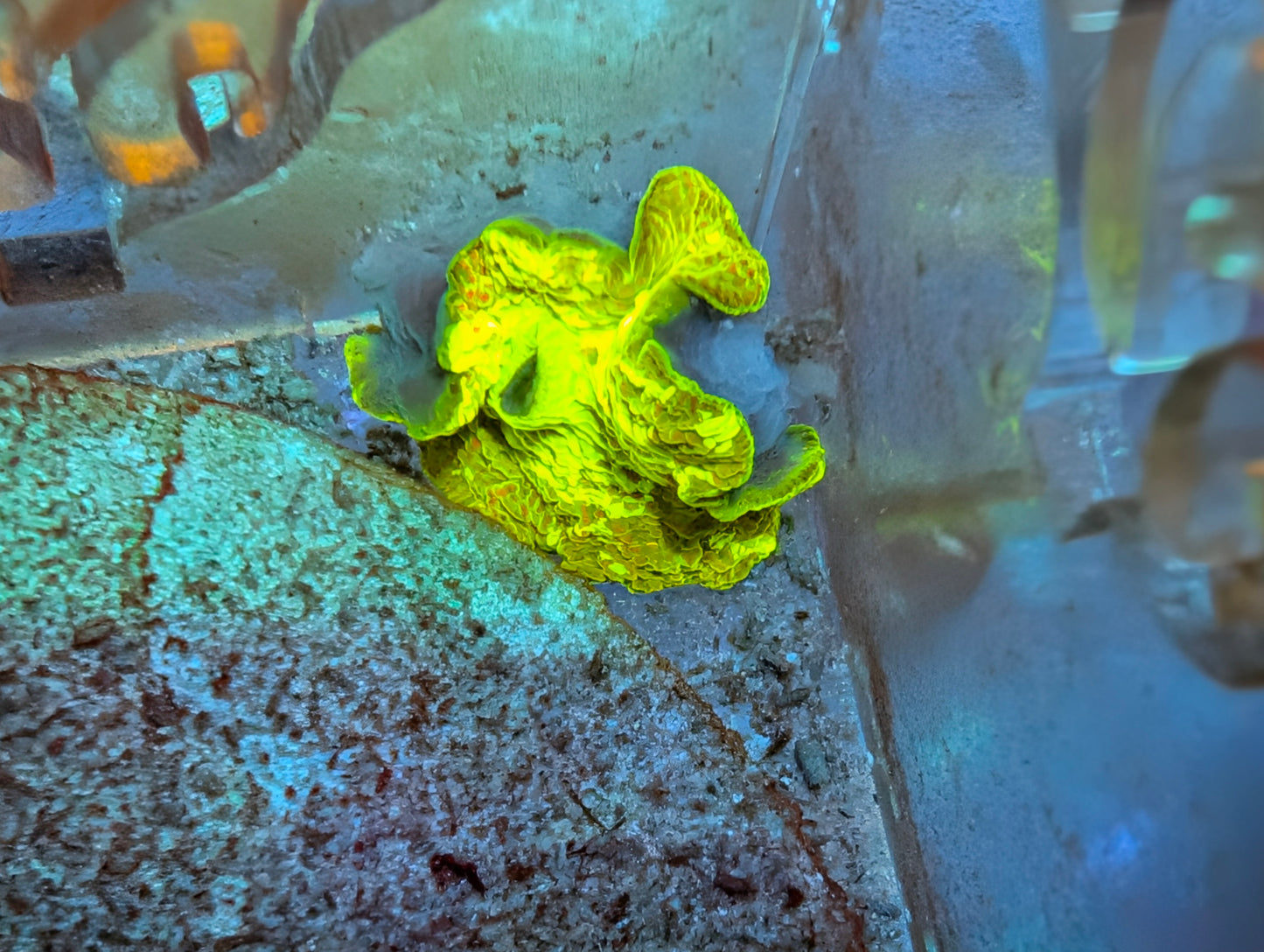 Kryptonite Mushroom