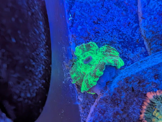 Kryptonite Mushroom