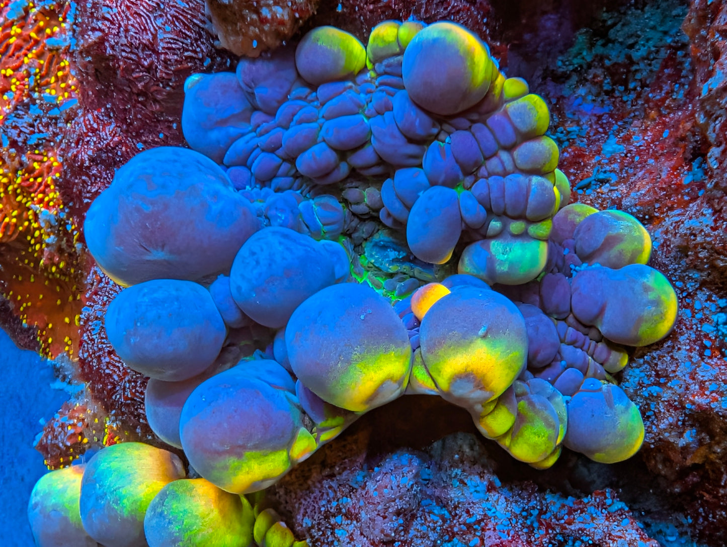 BCP Scavenger mushroom