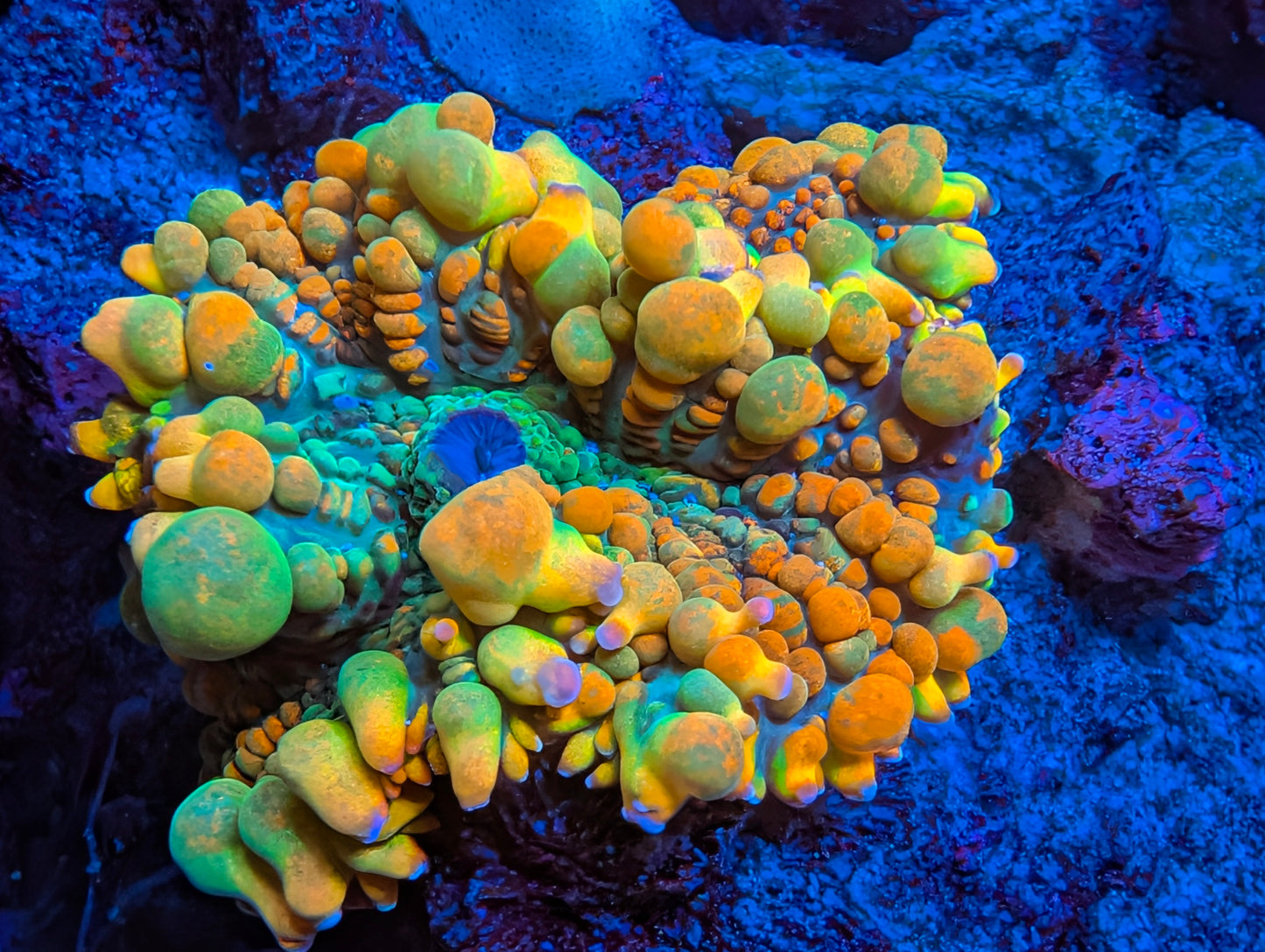 BCP Toxic Honeycomb mushroom coral (Only 1 Left! )