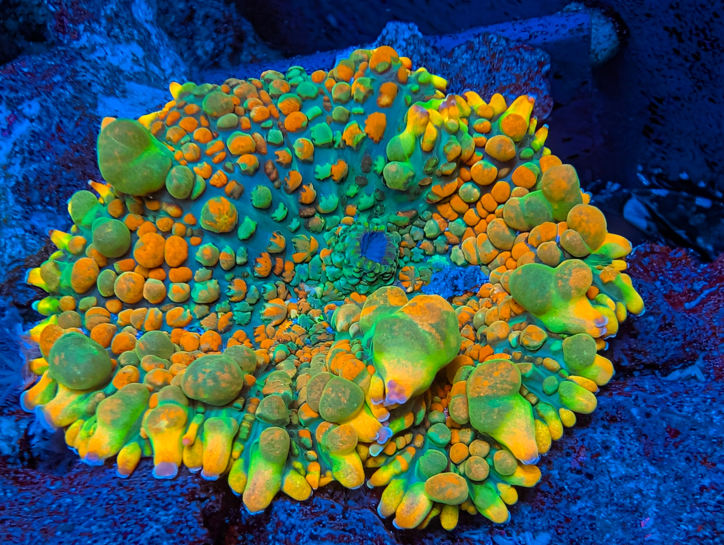 BCP Toxic Honeycomb mushroom coral (Only 1 Left! )