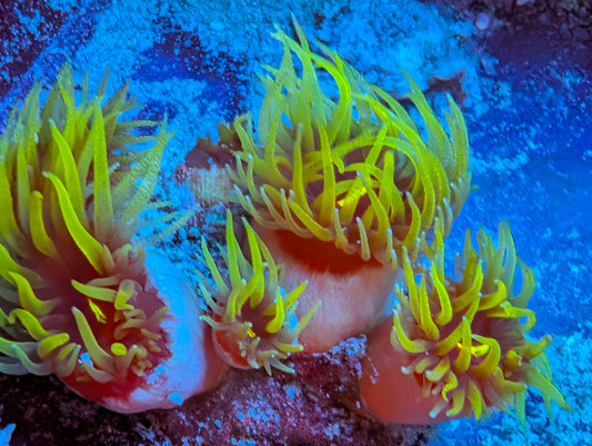 Dendro coral
