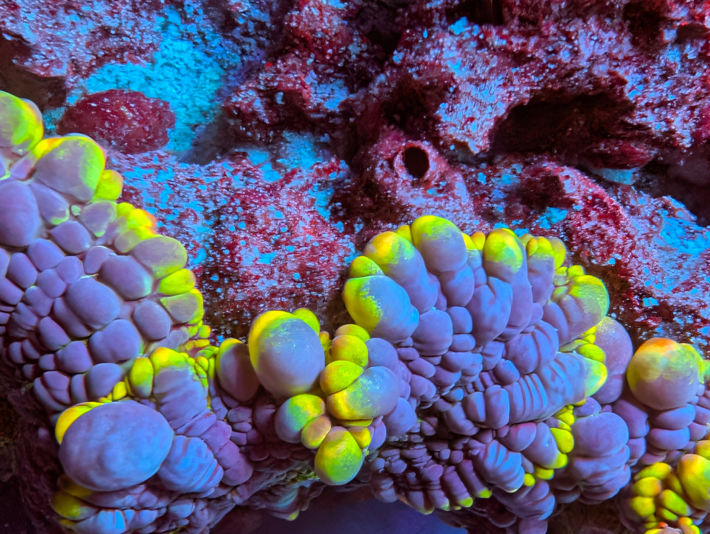 BCP Scavenger mushroom