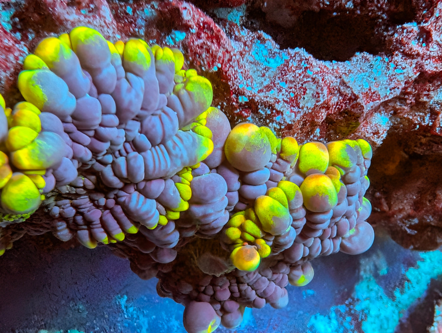 BCP Scavenger mushroom