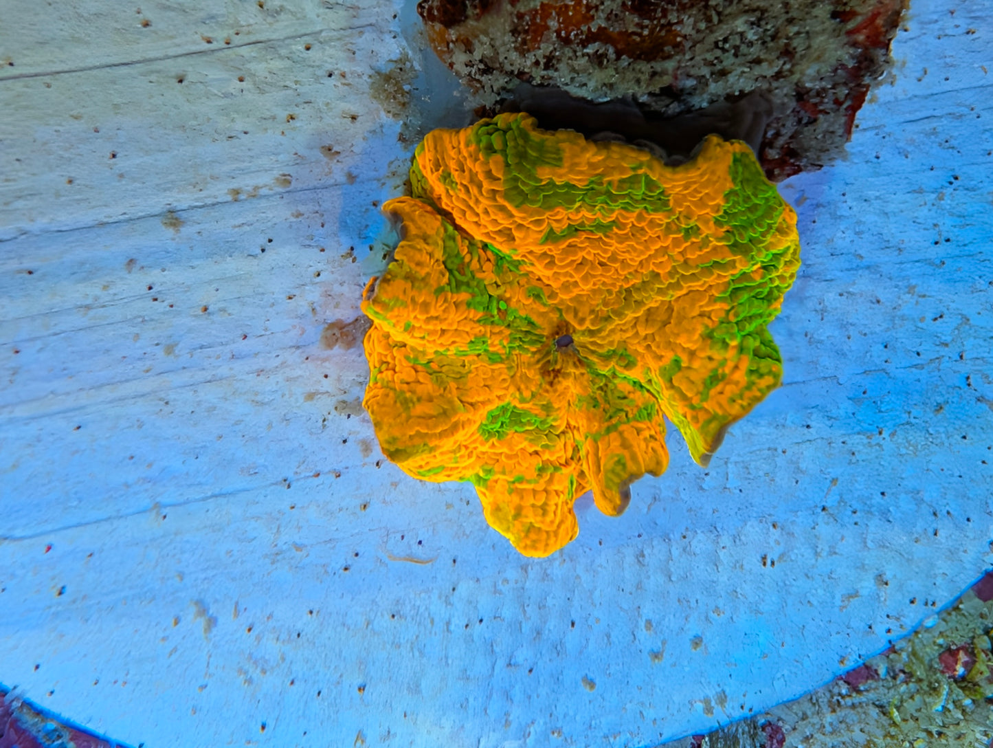 Candy Crush Mushroom