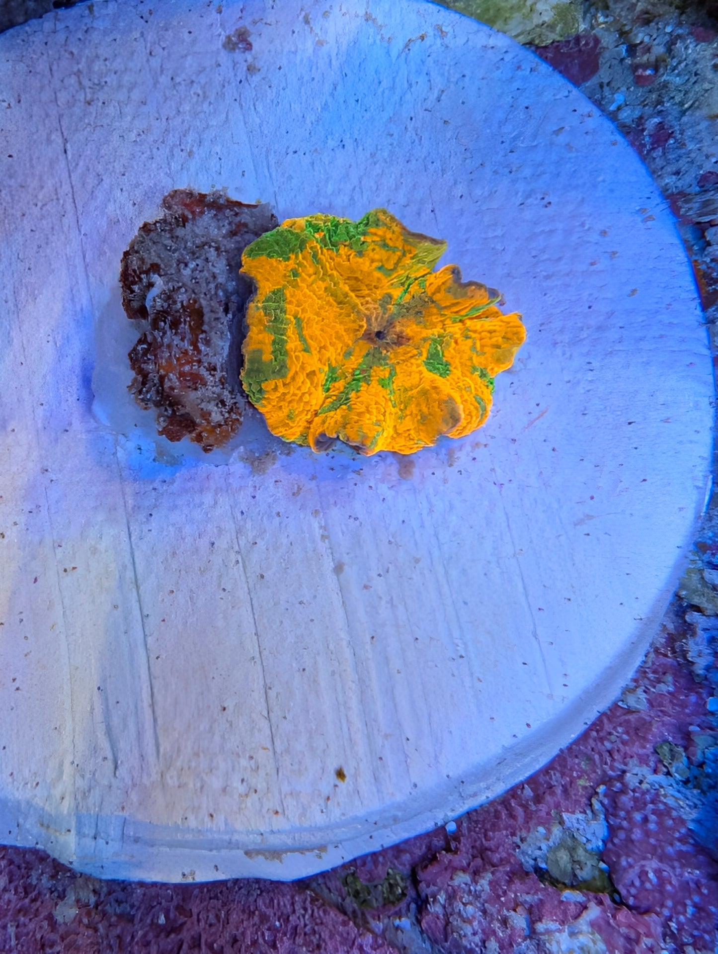 Candy Crush Mushroom
