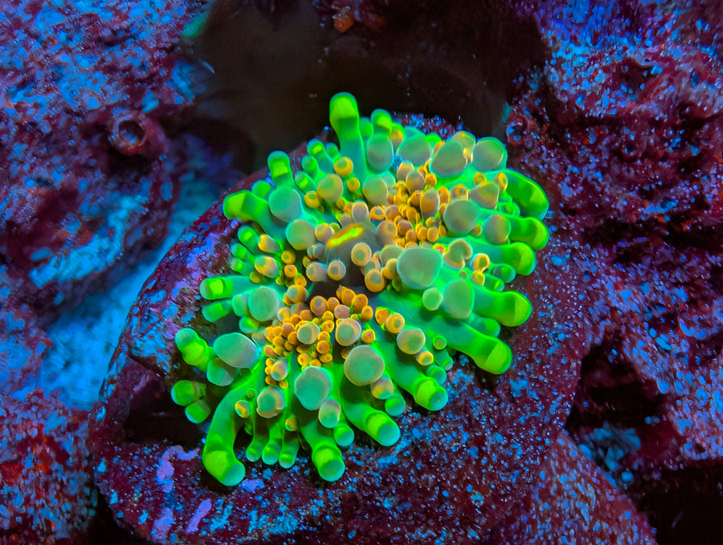 WYSIWYG ECC Supernova Yuma Frag