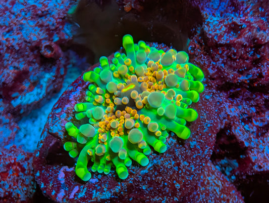 WYSIWYG ECC Supernova Yuma Frag