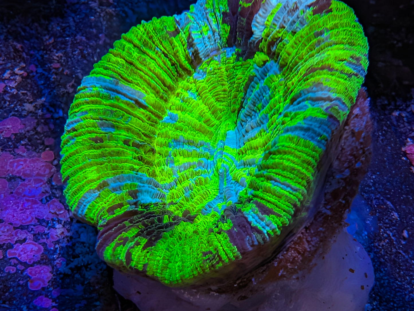 WYSIWYG Cone Bottom Trachy Multicolor