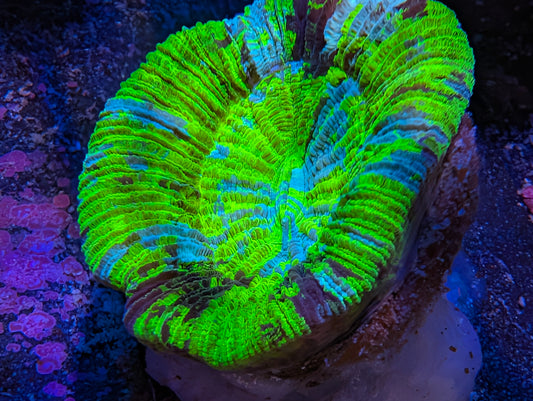WYSIWYG Cone Bottom Trachy Multicolor