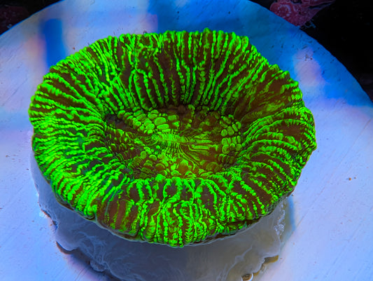 WYSIWYG Neon Green Cone Bottom Trachy