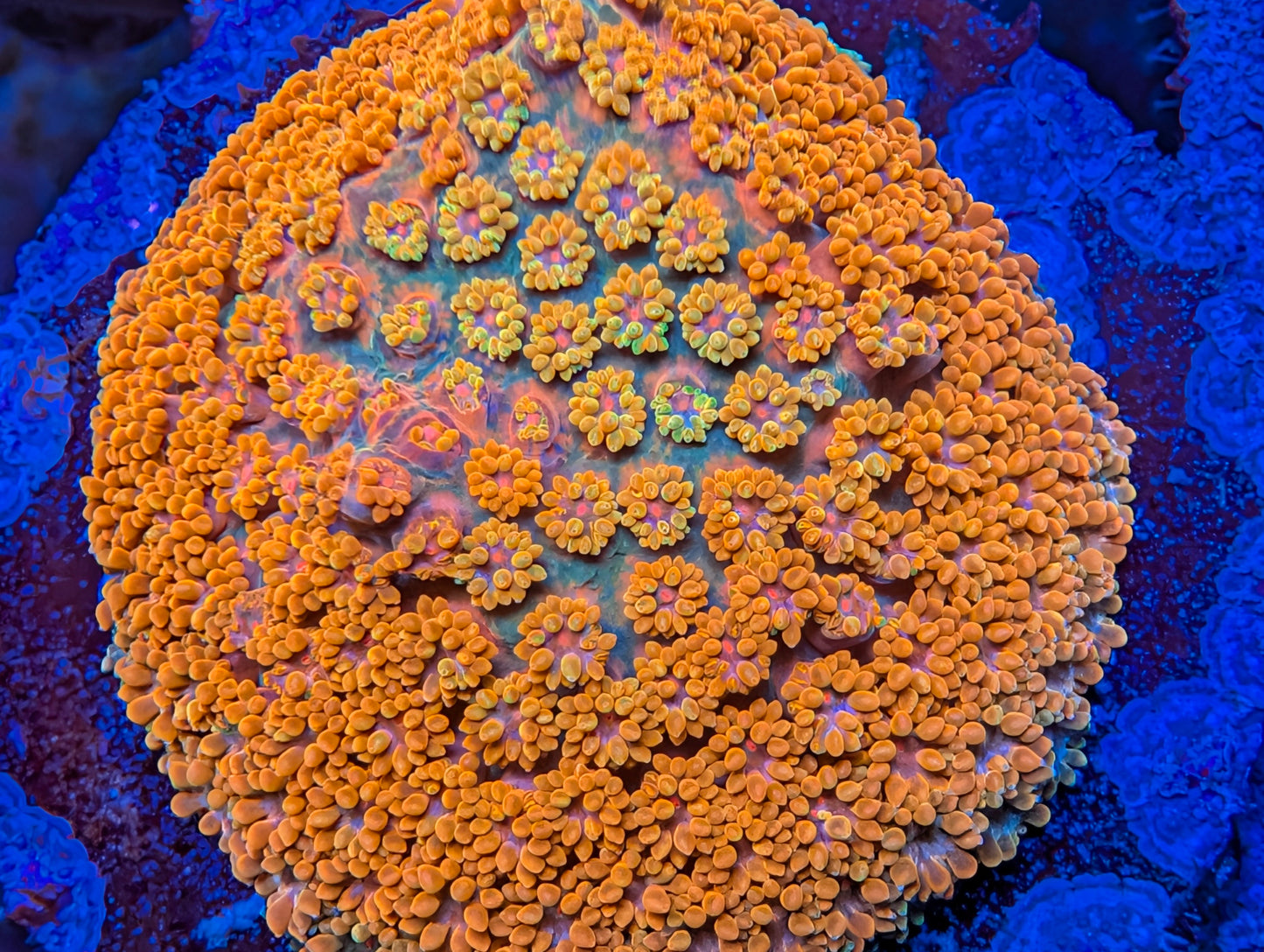 WYSIWYG Short Polyp Goni