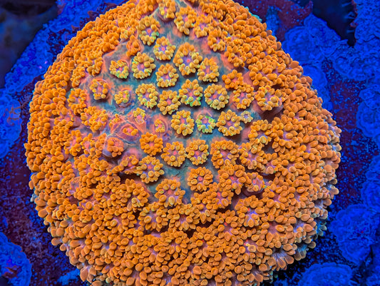 WYSIWYG Short Polyp Goni