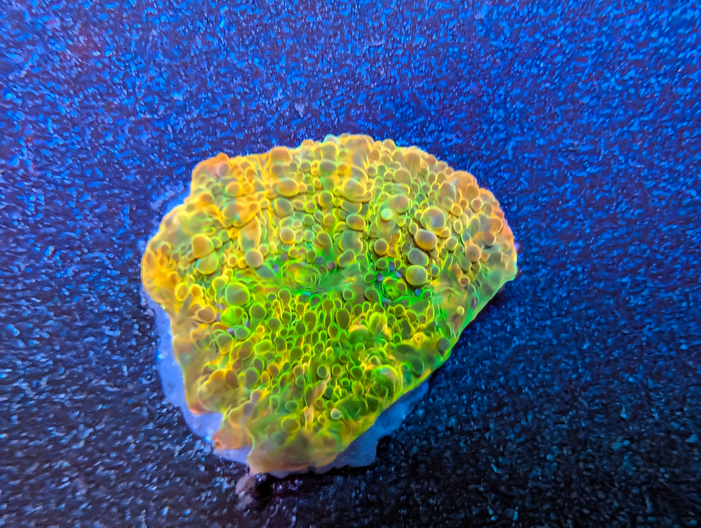 WYSIWYG ECC Ludicrous Chalice Frag