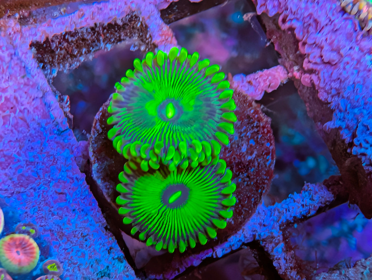 WYSIWYG ECC Grouchy Green Zoanthid Frag
