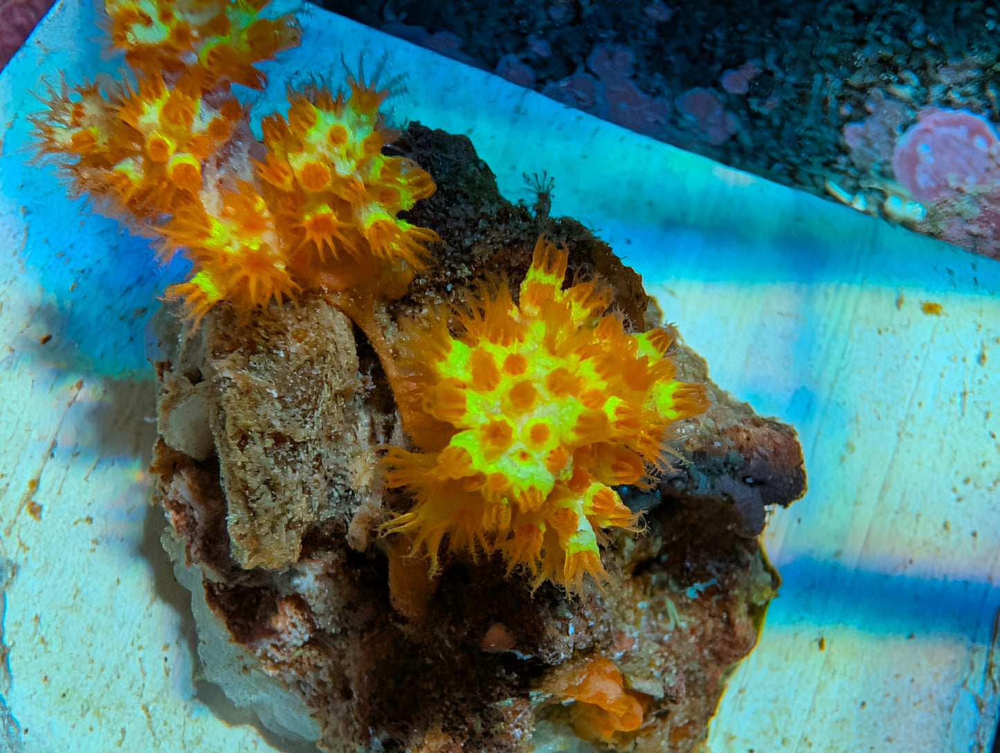 WYSIWYG  Carnation Tree Coral