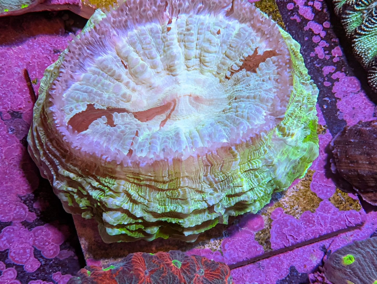 WYSIWYG Green Acanthophyllia Large