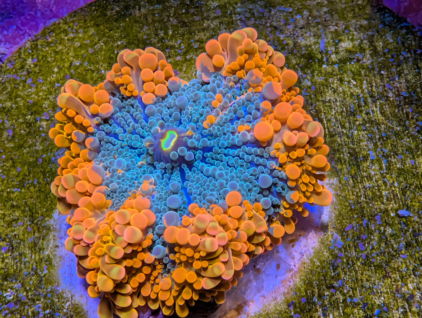 WYSIWYG Yuma Mushroom