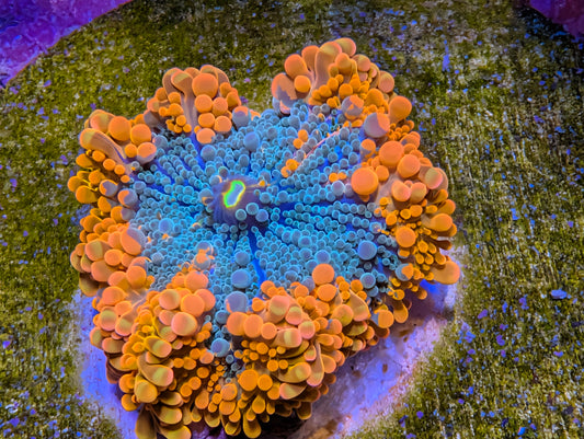 WYSIWYG Yuma Mushroom