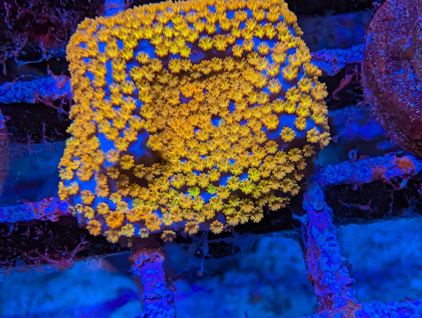 WYSIWYG ECC Hellfire Montipora