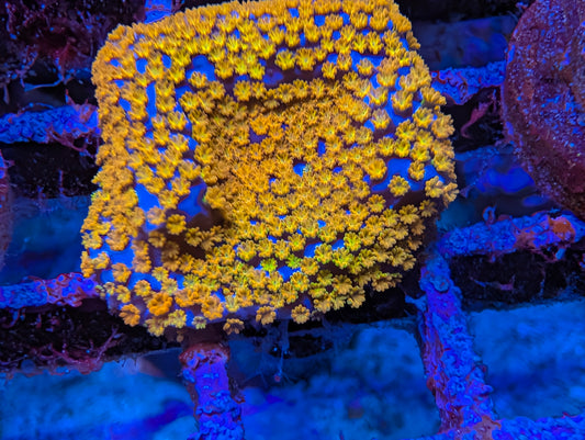WYSIWYG ECC Hellfire Montipora