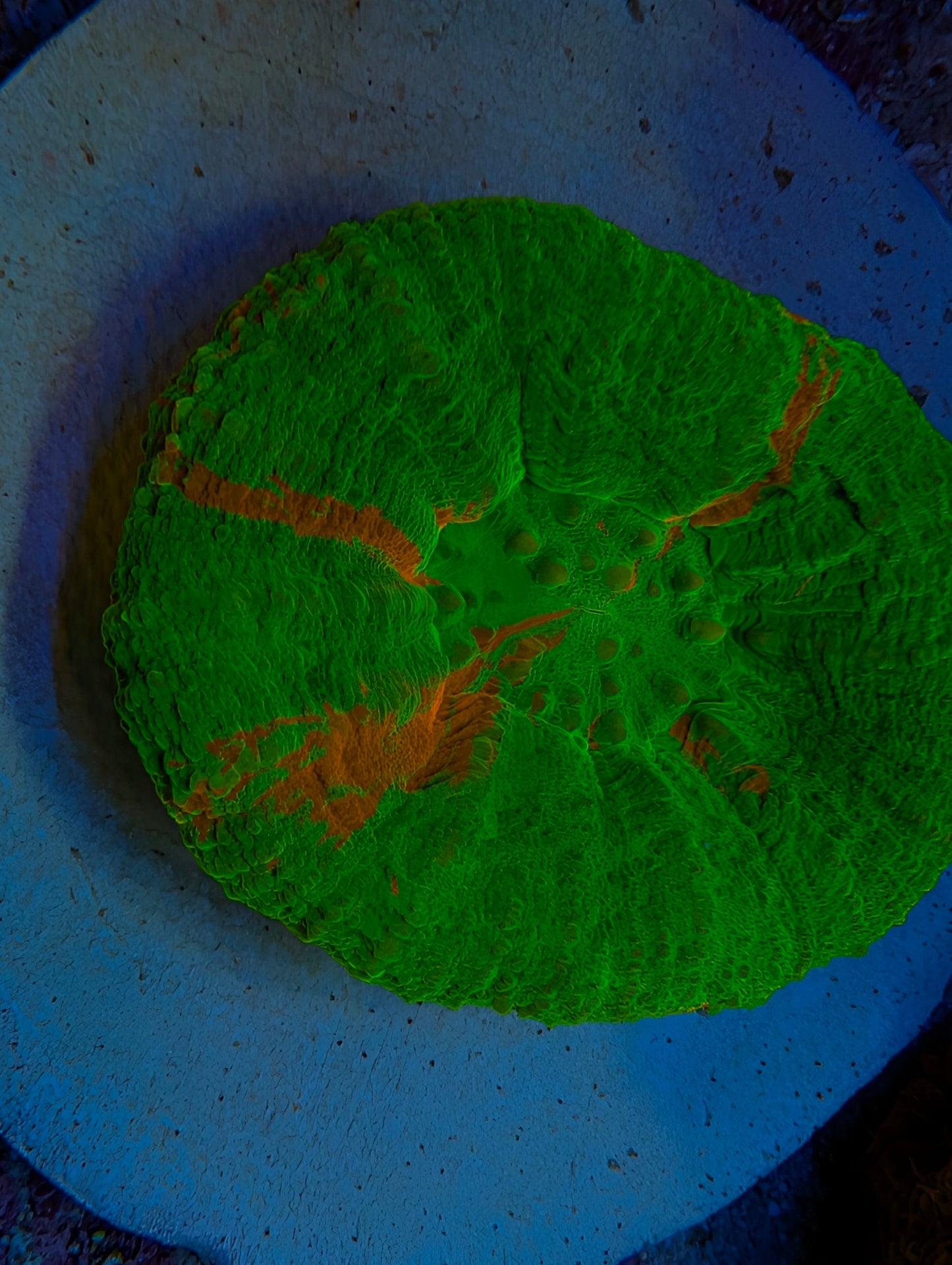 WYSIWYG Green with Red Scoly