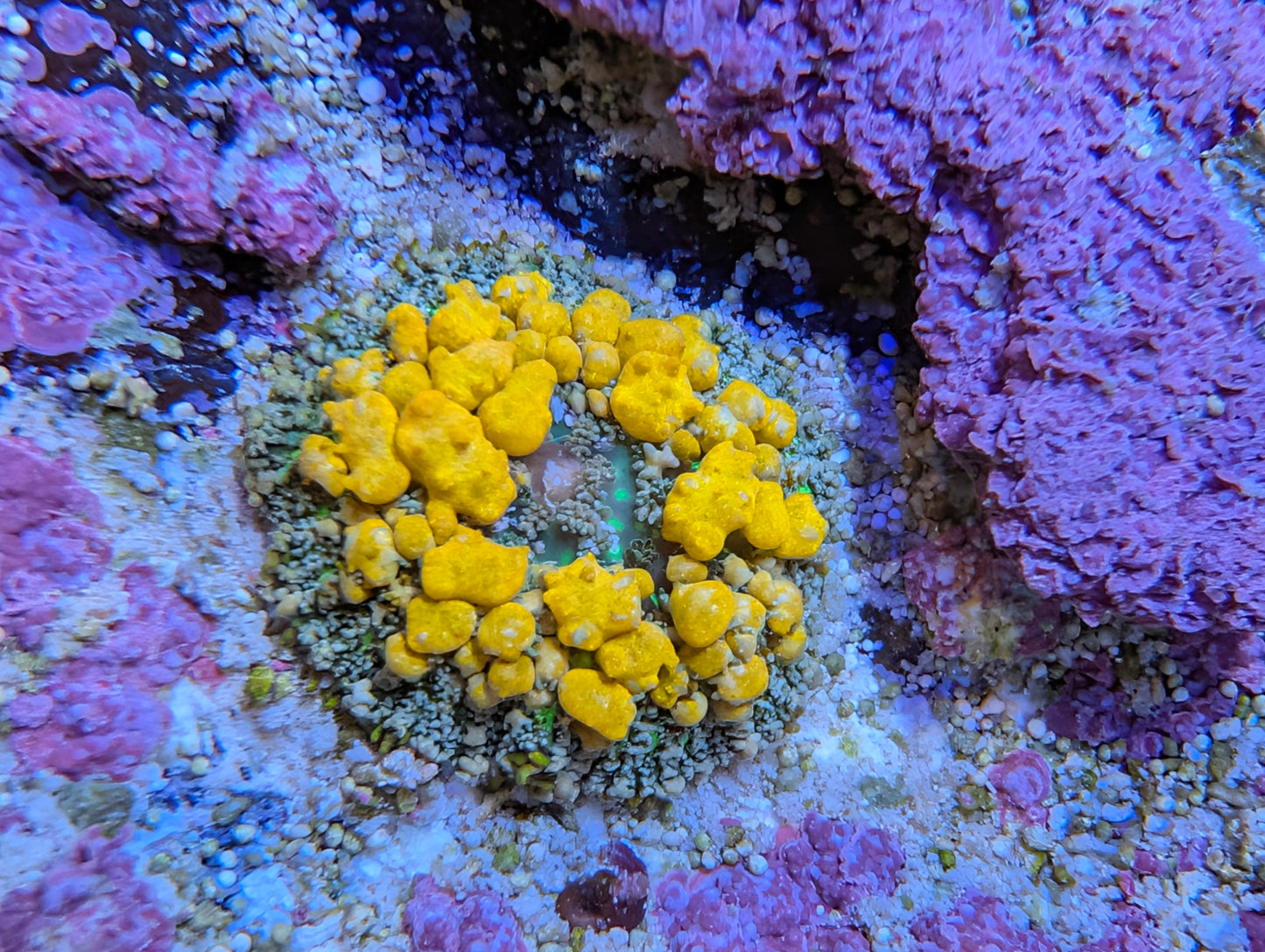 WYSIWYG Sunkist Bounce Mushroom