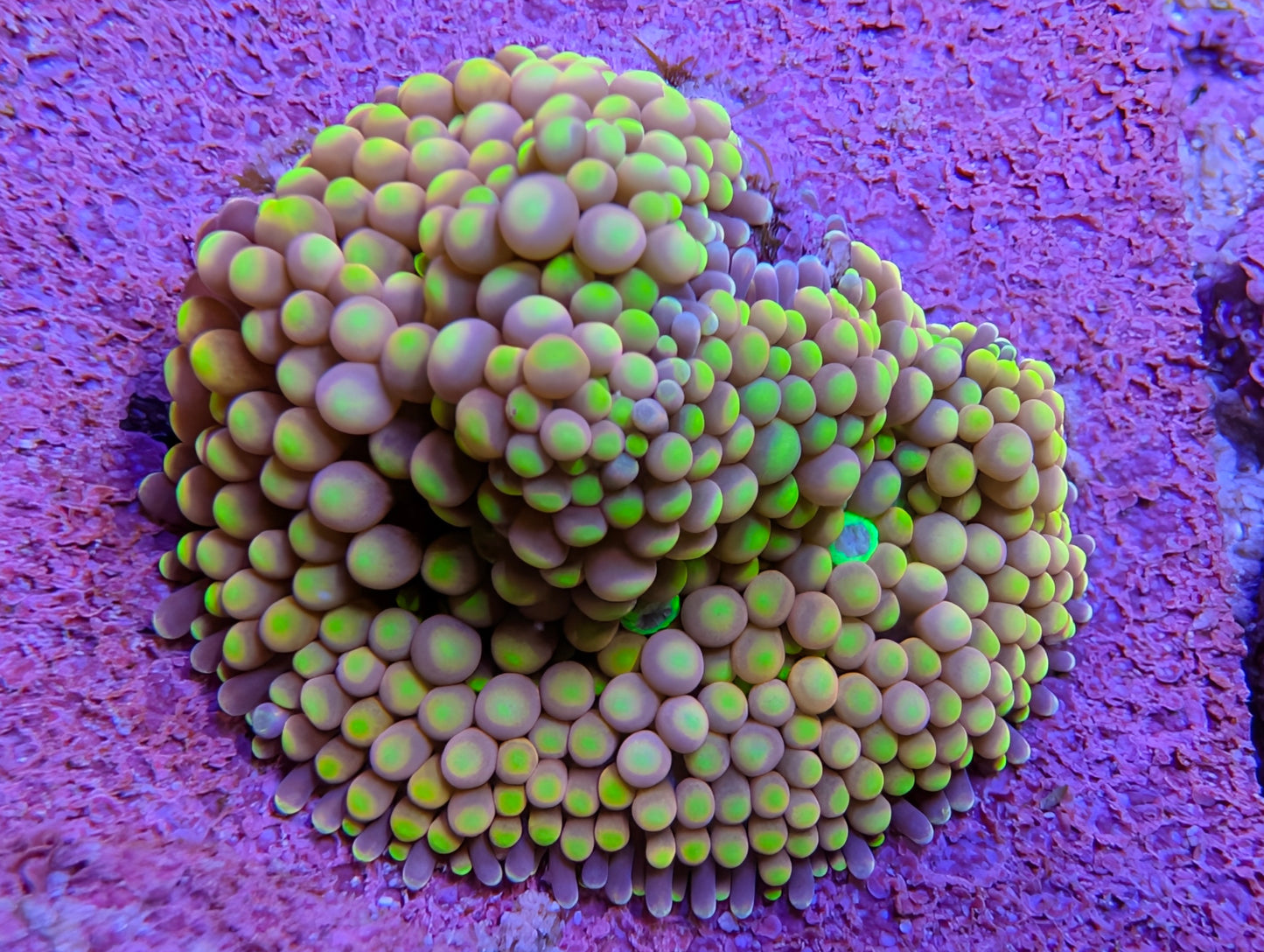 WYSIWYG Ricordea Mushroom