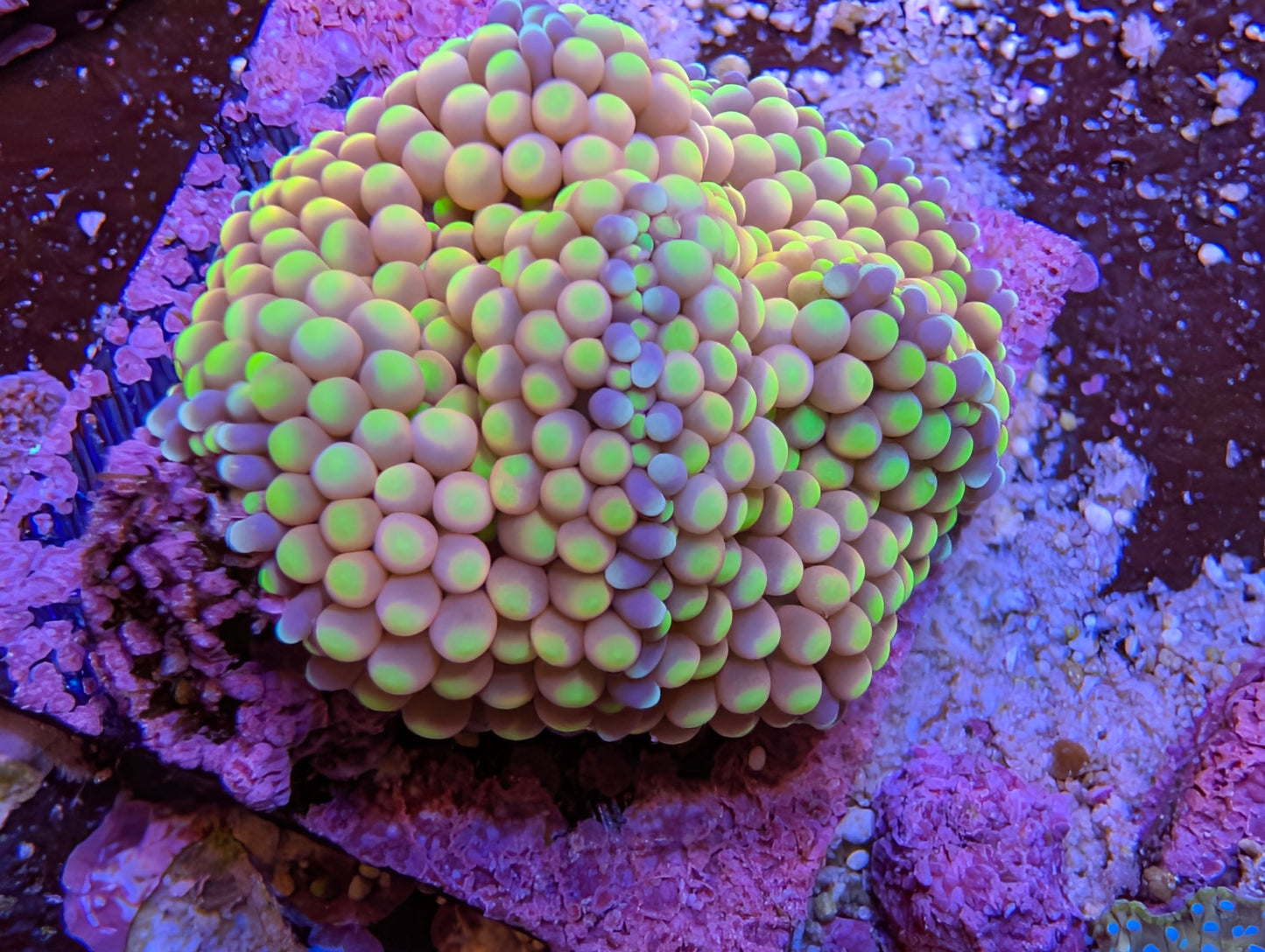 WYSIWYG Ricordea Mushroom