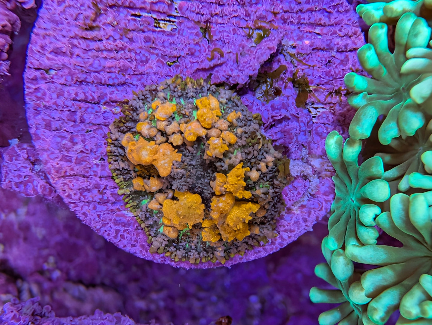 WYSIWYG Sunkist Bounce Mushroom