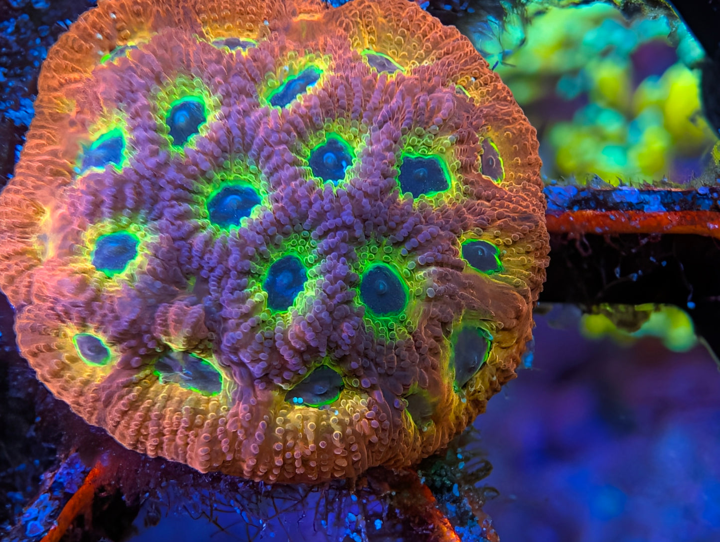 WYSIWYG ECC Flame Boy Favia Frag