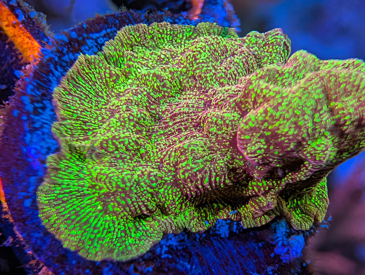 WYSIWYG ECC Shattered Light Leptoseris Frag