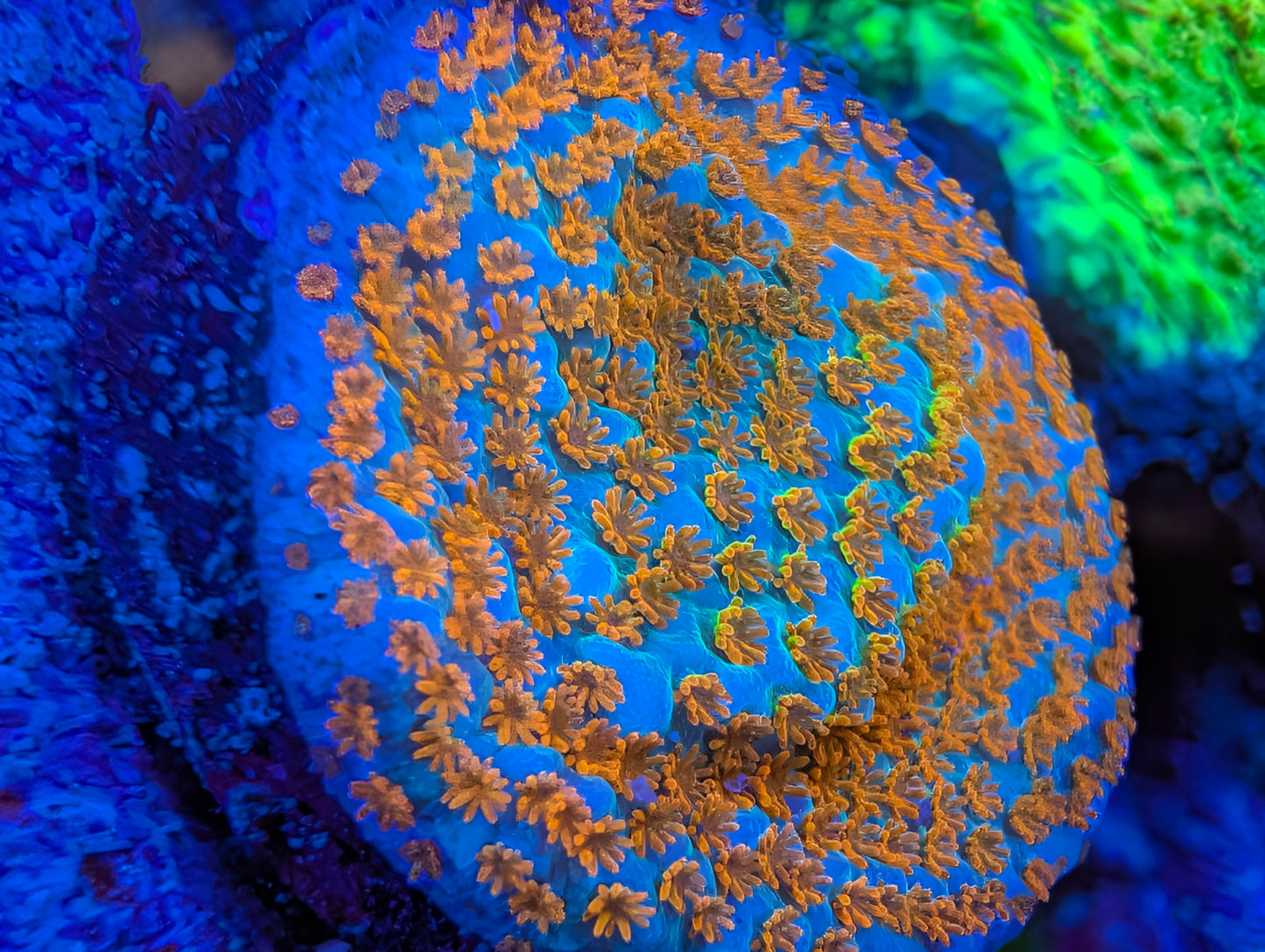 WYSIWYG ECC Hellfire Montipora